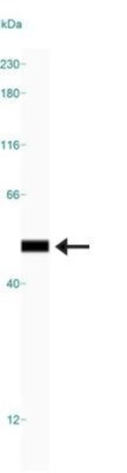 HMGB1/HMG-1 Antibody (19N12A1) - Azide and BSA Free, Novus Biologicals